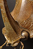 Language of Horns, 2006, 23x22x19", bronze, Ed. of 7