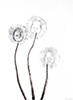 Dandelion Baby Trio, 2016, 11x15”, monotype, carbon on paper